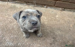 Mixed Breed dogs for sale: Staffy cross Frenchie puppies - Image 14