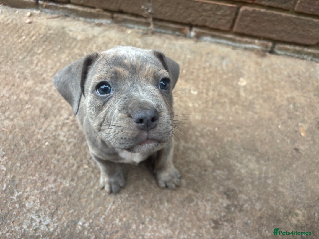Mixed Breed dogs for sale: Staffy cross Frenchie puppies - Image 14