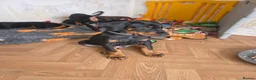 Dobermann dogs for sale: Ready to leave, 8 week old Pedigree Doberman Pup - Advert 22