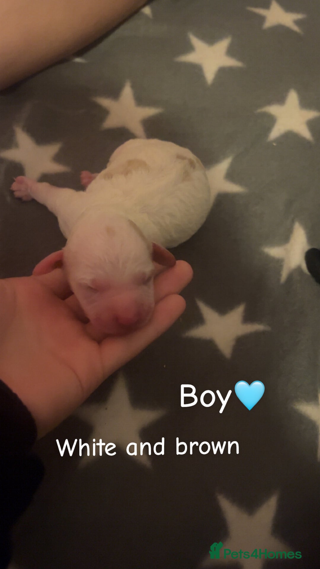 Cockapoo dogs for sale: Cockapoo puppies  - Image 5