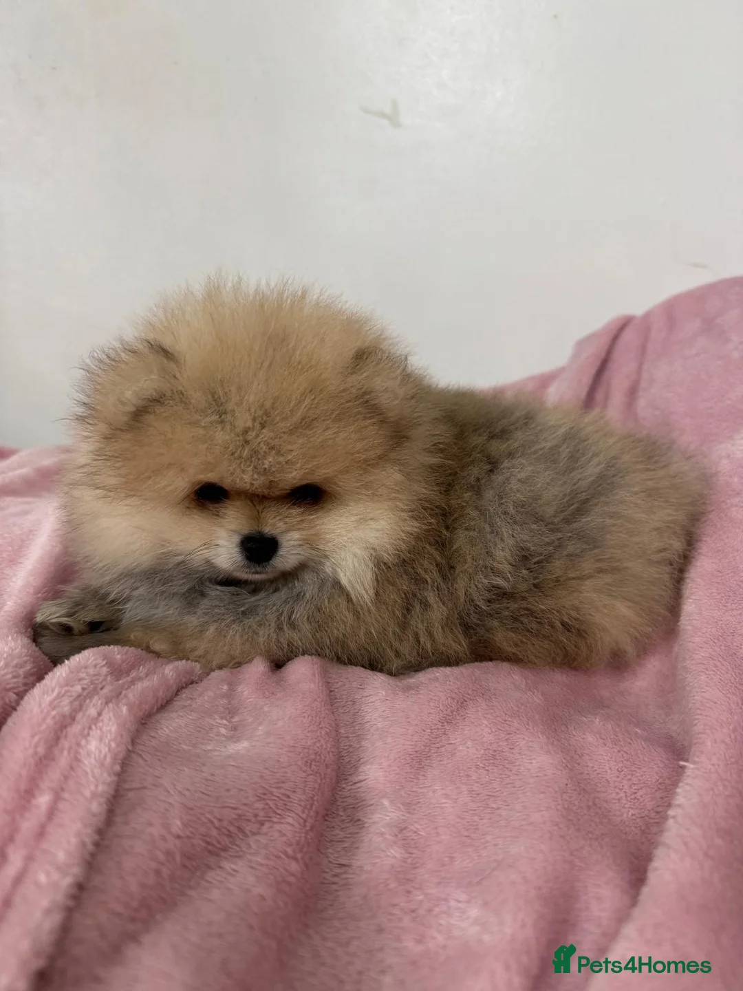 Pomeranian dogs for sale: Ready to go Excellent Pomeranian - Advert 7