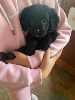 Cocker Spaniel dogs - Advert 5