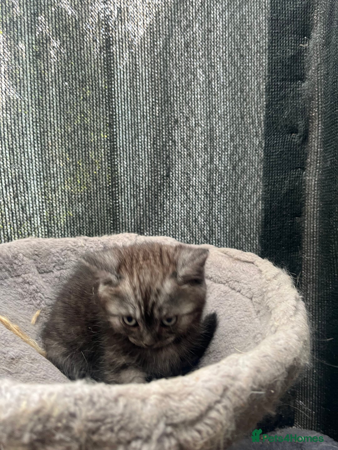 Persian cats for sale: Mixed breed persians - Image 4