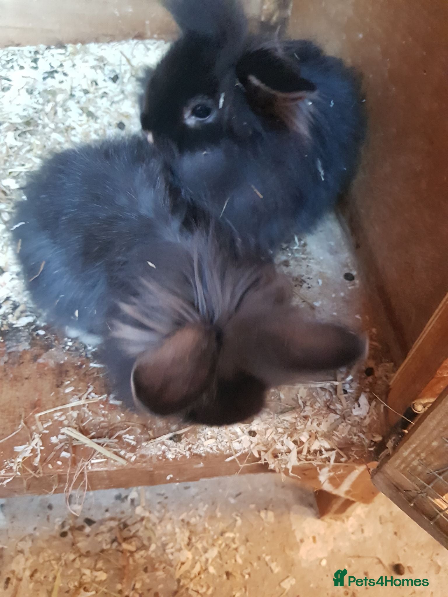 Lionhead rabbits Lionhead x mini lop  - Advert 1