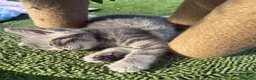 Mixed Breed cats for sale: Gorgeous Grey / Blue Girls  - Advert 3