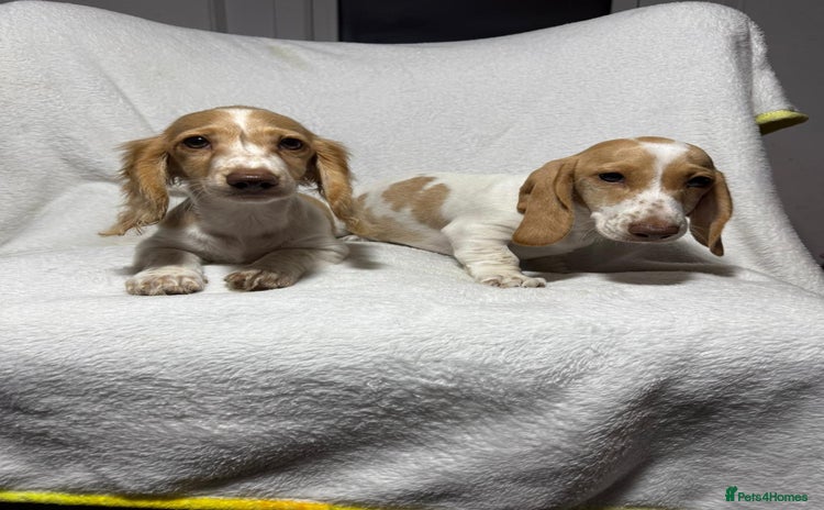 Dachshund dogs - Advert 2