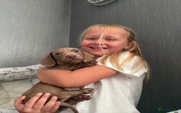 Miniature Dachshund dogs for sale: Friendly& Family -Oriented - Image 5