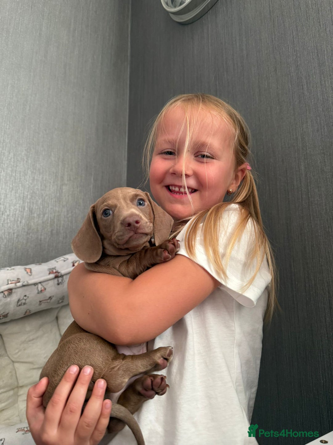 Miniature Dachshund dogs for sale: Friendly& Family -Oriented - Image 5