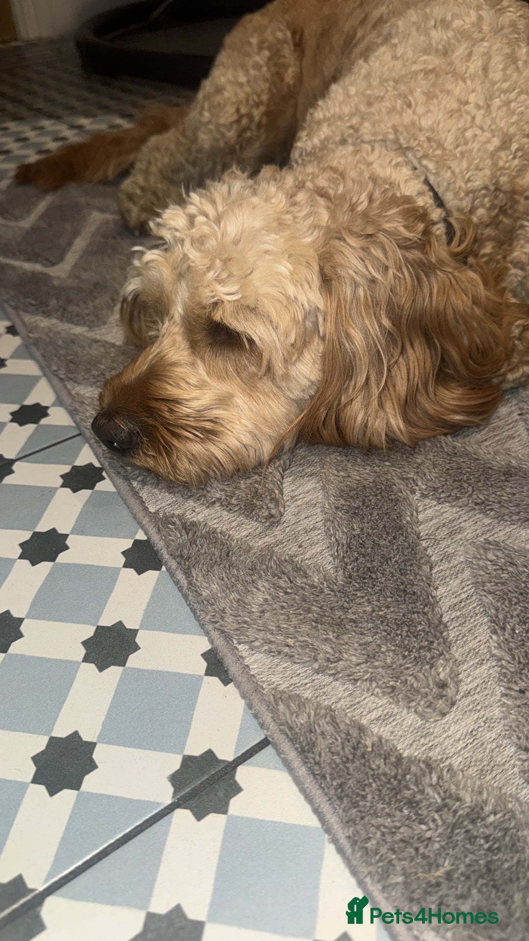 Cockapoo dogs for sale: F1 Cockapoo puppies  - Image 16