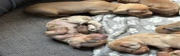 Dachshund dogs for sale: Standard Dachshund Puppies in Eye - Advert 18