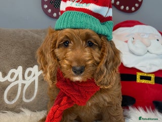 Cockapoo dogs - Advert 4