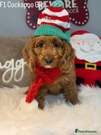 Cockapoo dogs - Advert 6