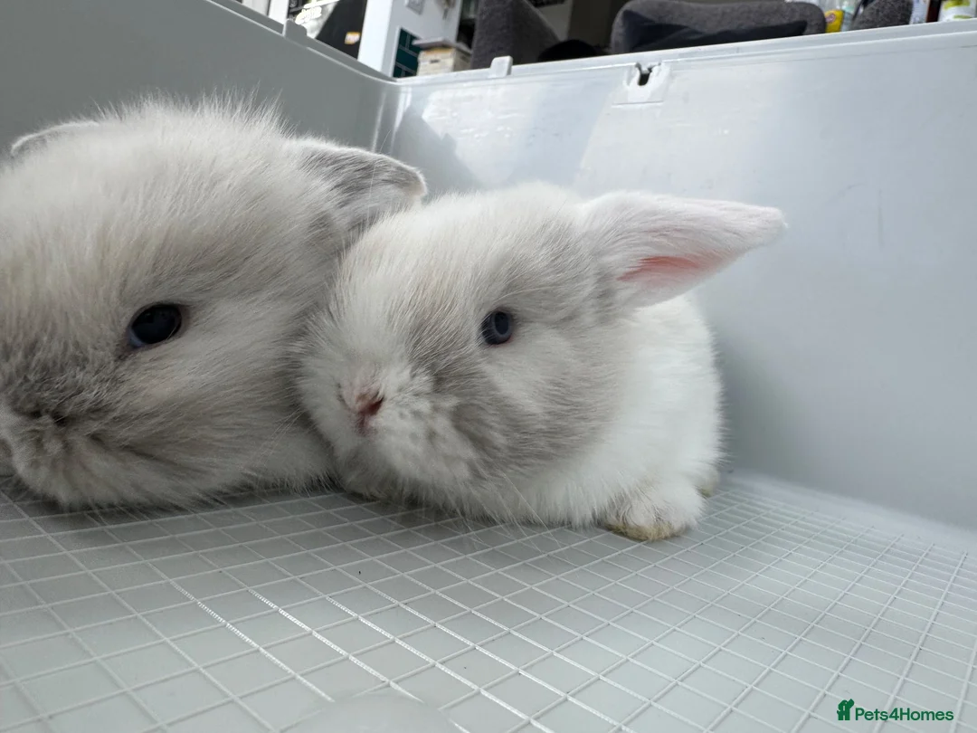 Mixed Breed rabbits for sale: Cashmere harlequin lop mixed mini lop in Widnes - Advert 1
