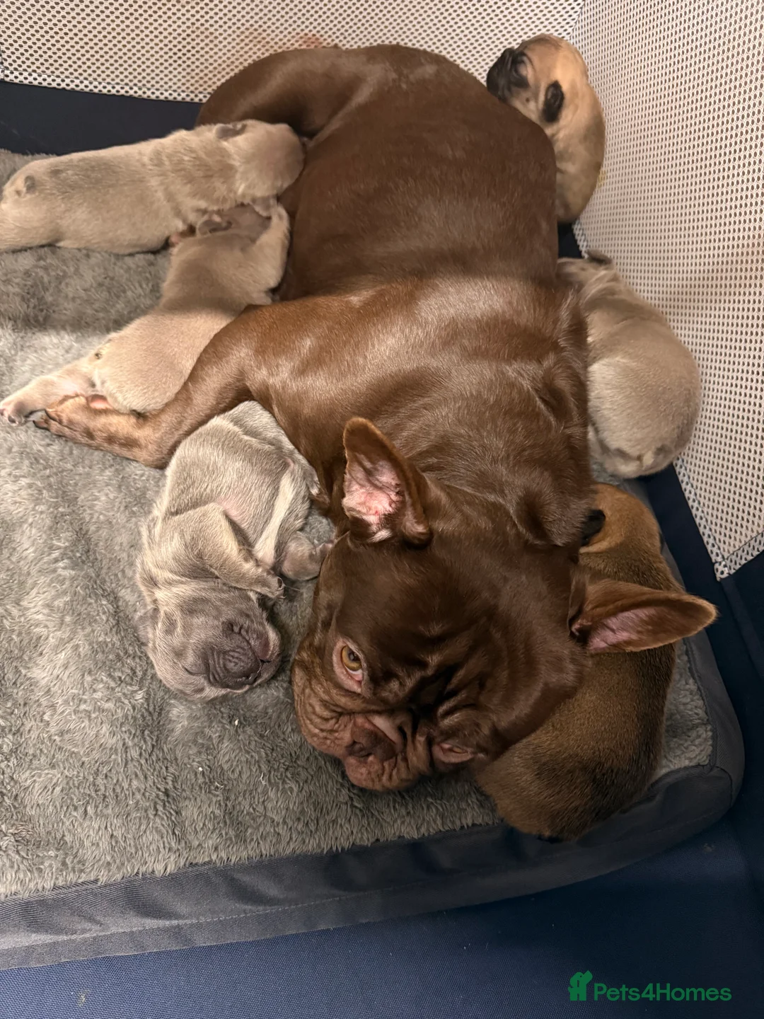 French Bulldog dogs for sale: Frenchie pups  - Advert 2