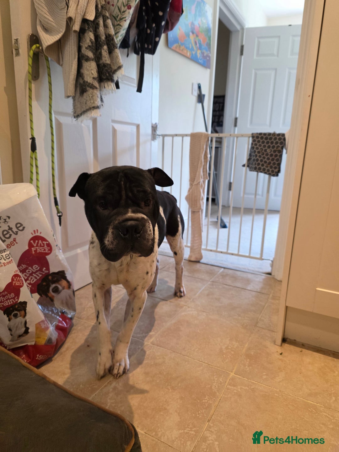 Mixed Breed dogs for sale: Sharpei cross breed - Advert 10