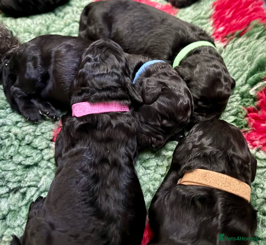 Newfypoo dogs for sale: 8 Beautiful F1 Newfypoo Puppies  in Dorchester - Advert 2