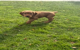 Cocker Spaniel dogs for sale: KC Working Cocker Spaniel Puppy for Sale - Image 2