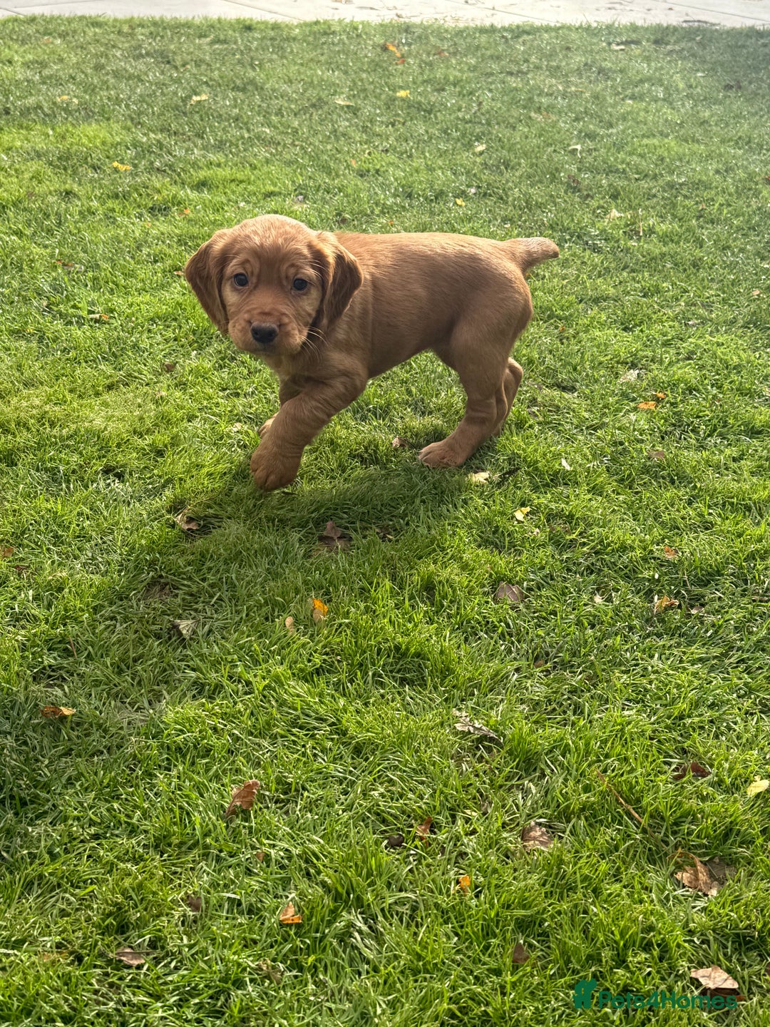 Cocker Spaniel dogs for sale: KC Working Cocker Spaniel Puppy for Sale - Image 2