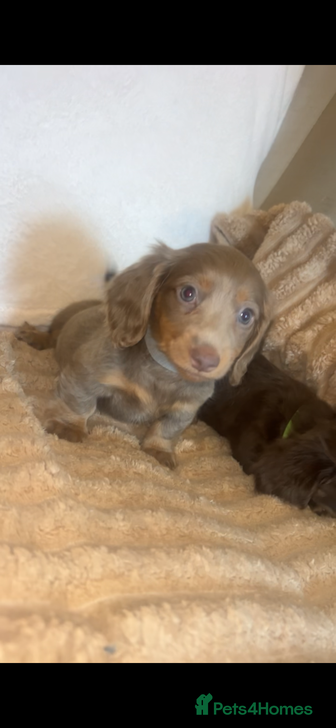 Miniature Dachshund dogs True miniature dashaunds  - Advert 1