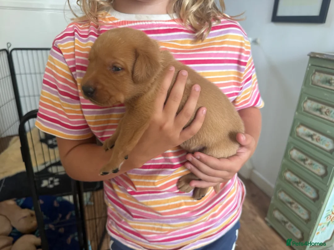 Labrador Retriever dogs for sale: Beautiful fox red Labrador puppies  - Advert 9