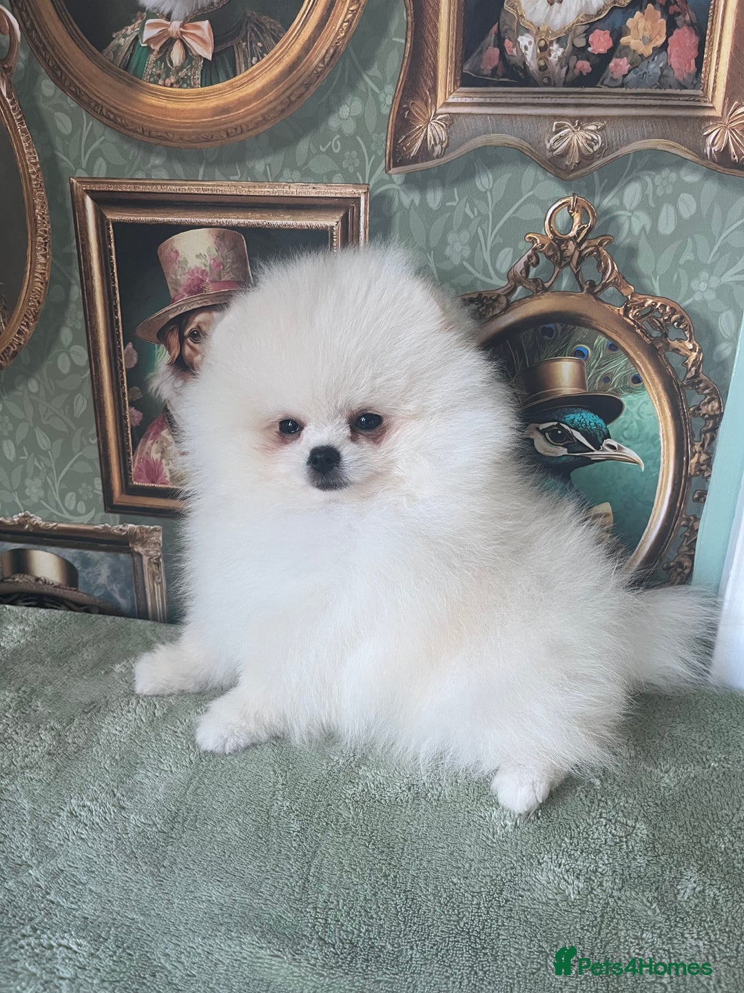 Pomeranian dogs for sale: Quality Pom puppies from Five Star Breeder  - Image 11