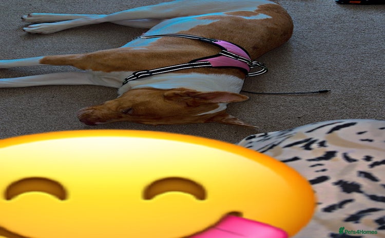 Mixed Breed dogs - Advert 16