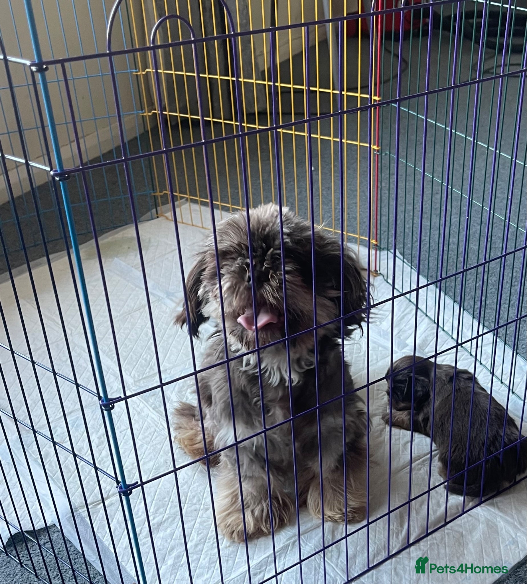 Shih Tzu dogs Shitzu puppies  - Advert 2