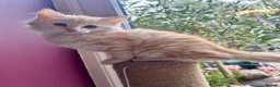 Maine Coon cats for sale:  Maine Coon X ready NOW - Advert 4