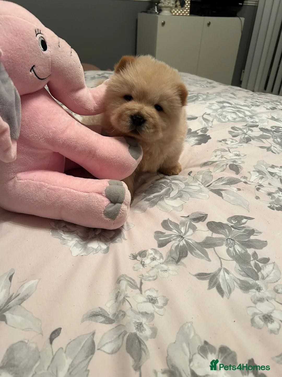 Chow Chow dogs for sale:  READY NOW amazing cream chow chow boy - Advert 14