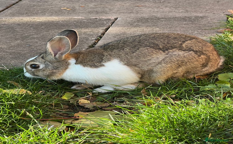 Himalayan rabbits - Advert 16