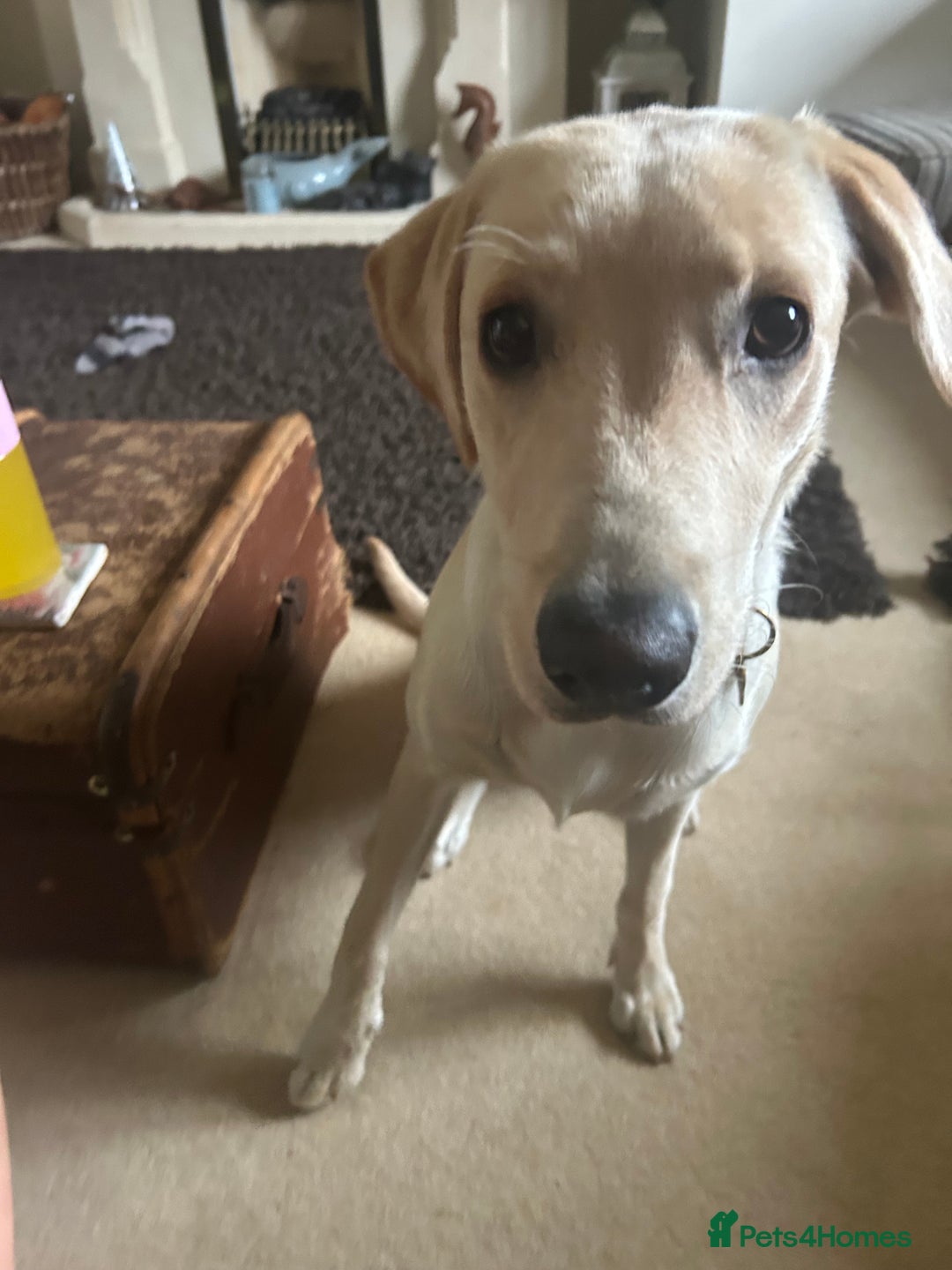 Labrador Retriever dogs for sale: Female Labrador - Image 3
