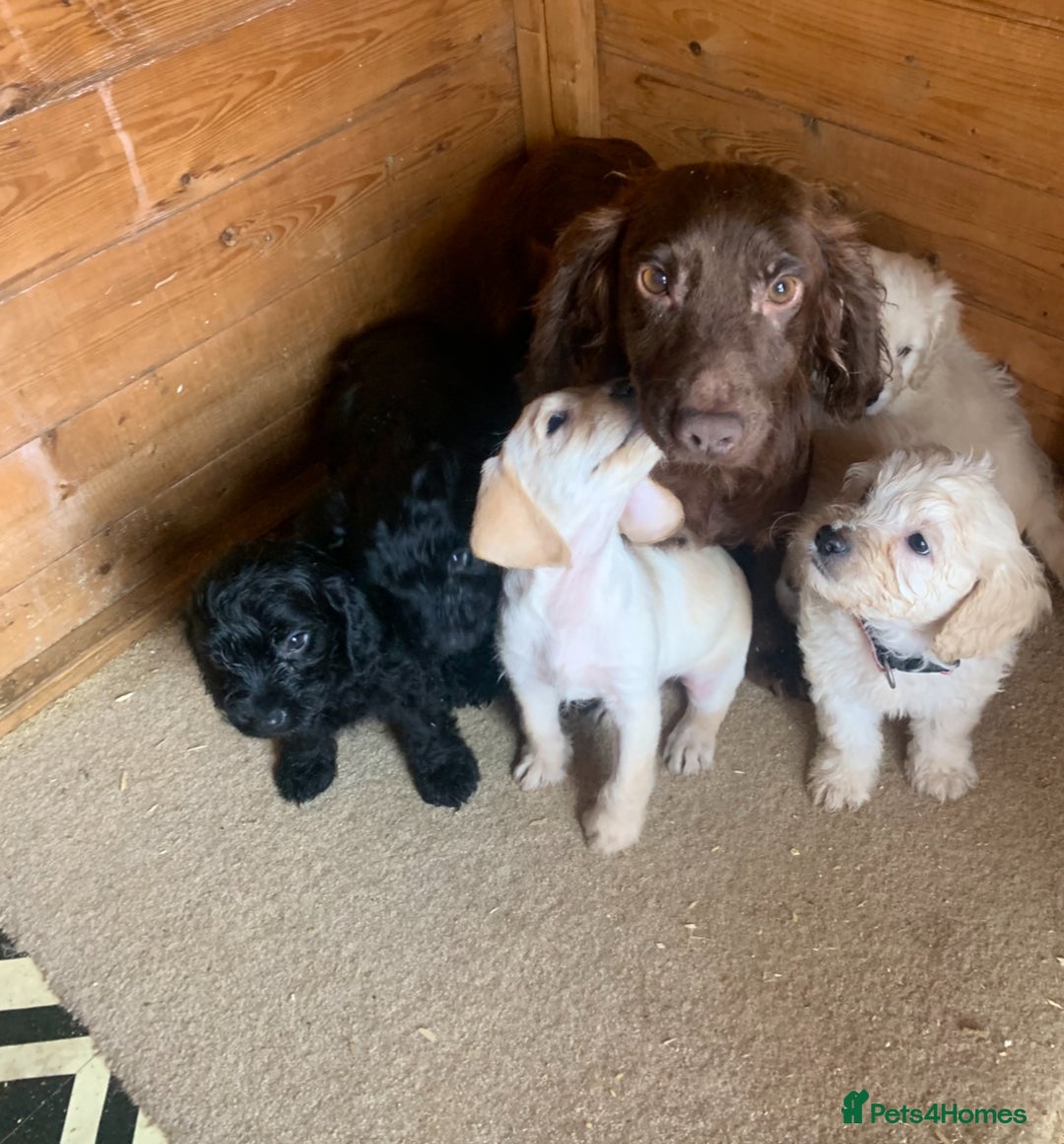 Cockapoo dogs for sale: Ready Now Beautiful litter of cockapoo puppies  - Image 12