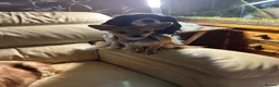 Chihuahua dogs for sale: Adult  **  Chihuahua Boy in Blairgowrie - Advert 4