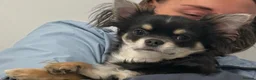 Chihuahua dogs for stud: For Stud - Advert 12