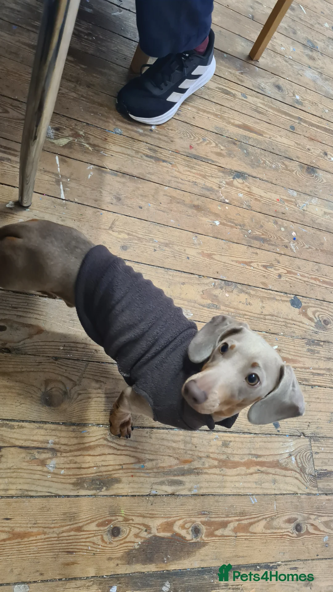 Miniature Dachshund dogs for stud: Stud dog available for studding - Advert 13