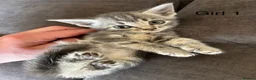 Mixed Breed cats for sale: Stunning kittens available ready now  - Advert 26