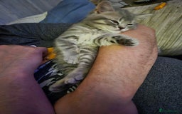 British Shorthair cats for sale: Beautiful British Shorthair girls – Ready Now! - Image 18