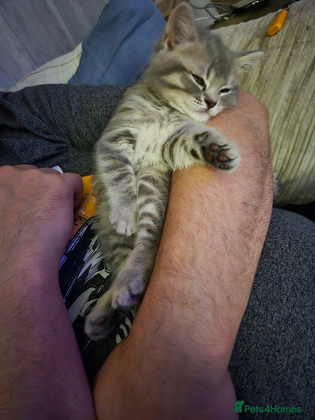 British Shorthair cats for sale: Beautiful British Shorthair girls – Ready Now! - Image 18