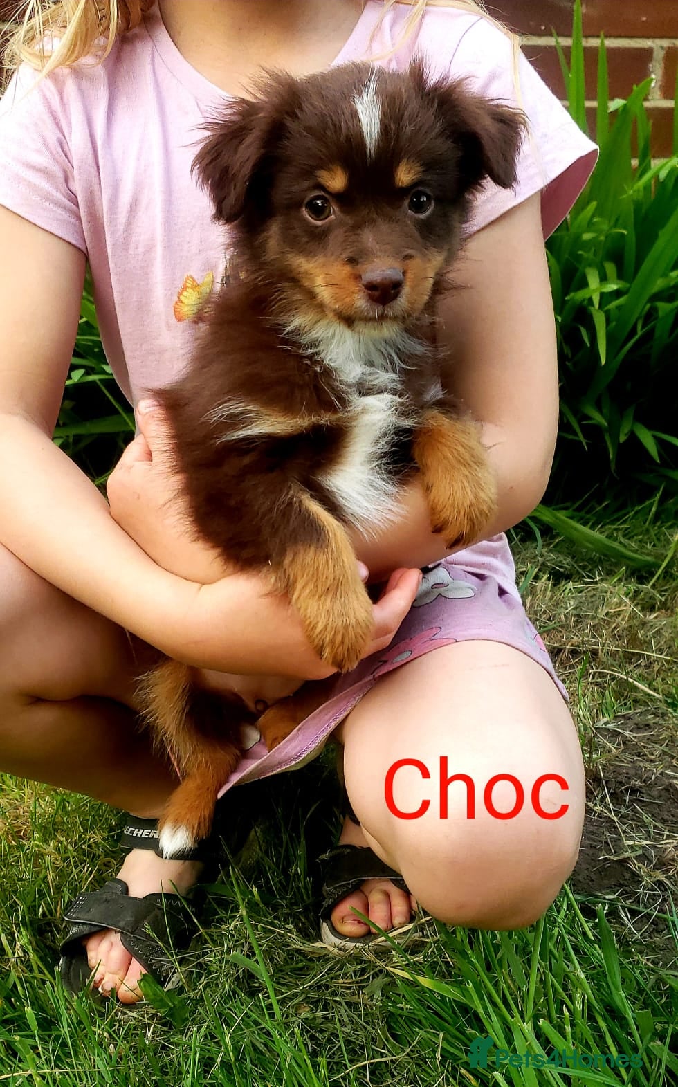 Australian Shepherd dogs for sale: Australian Shepherd Pups Available Now - Advert 6