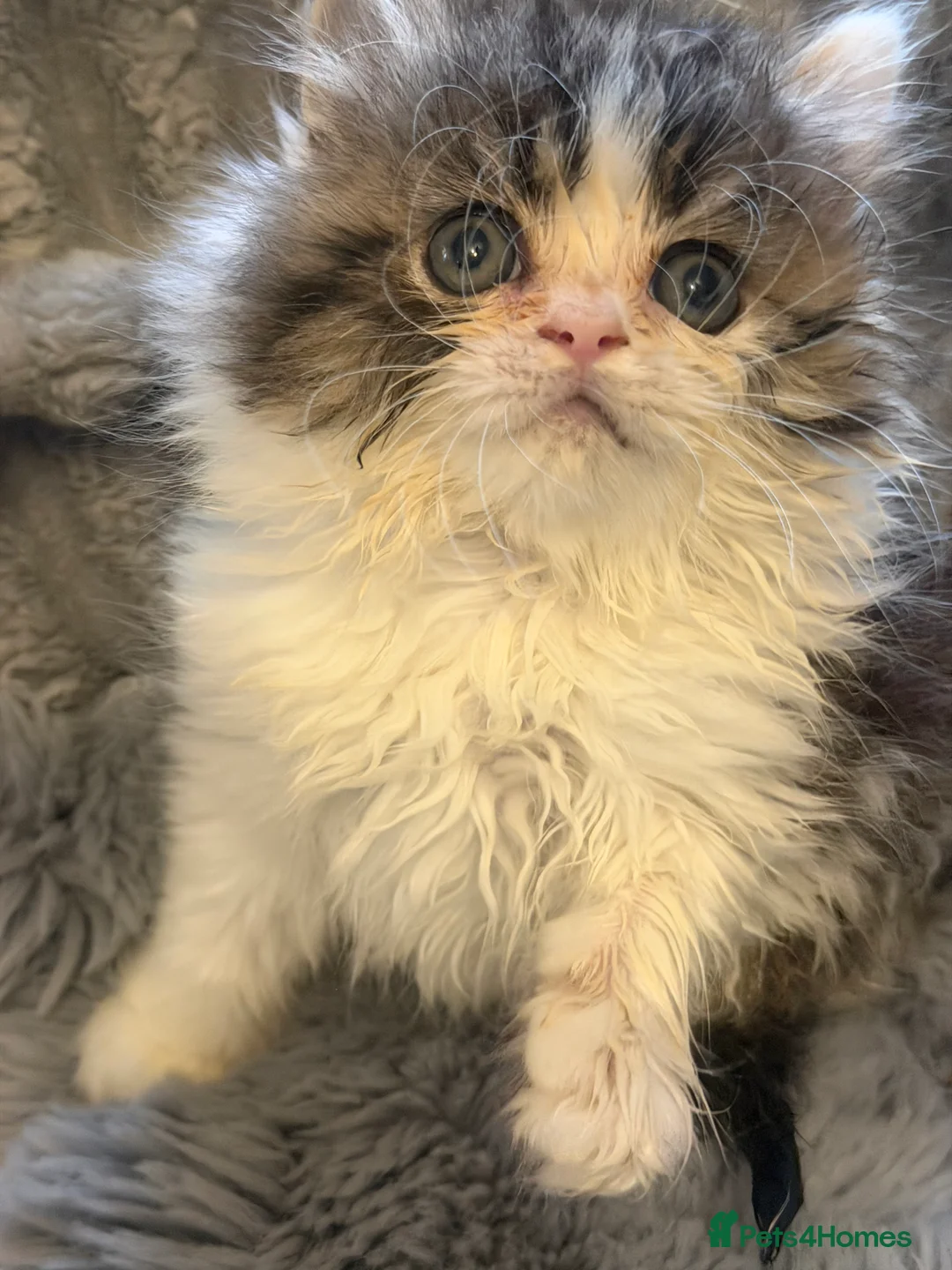 Persian cats for sale: Adorable Persian babies ready now  in Bradford - Advert 2