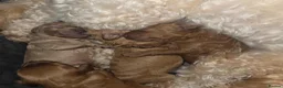 Cavapoochon dogs for sale: Beautiful F1B Toy Cavapoochon Puppies - Advert 30