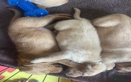 Labrador Retriever dogs for sale: Fox Red / yellow Labrador puppies for sale - Image 30