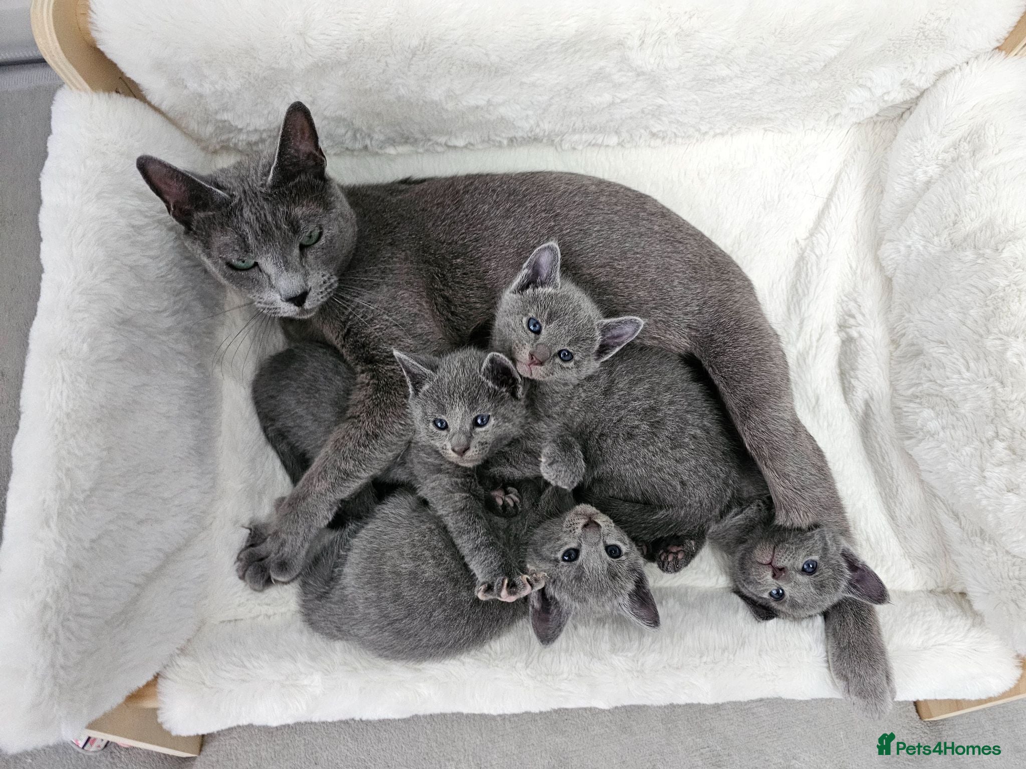 Russian Blue cats GCCF Registered Russian Blue Kittens - Advert 1