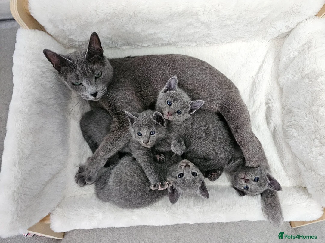 Russian Blue cats for sale: GCCF Registered Russian Blue Kittens in Tredegar - Advert 1