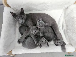 Russian Blue cats GCCF Registered Russian Blue Kittens - Advert 11