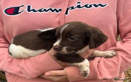 English Springer Spaniel dogs for sale: Springer spaniel puppies - Image 6