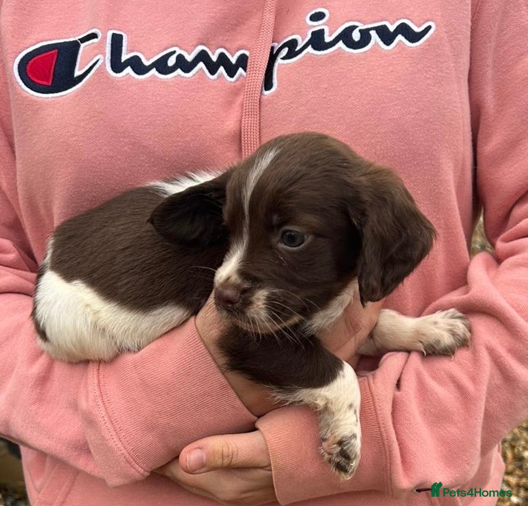 English Springer Spaniel dogs for sale: Springer spaniel puppies - Image 6