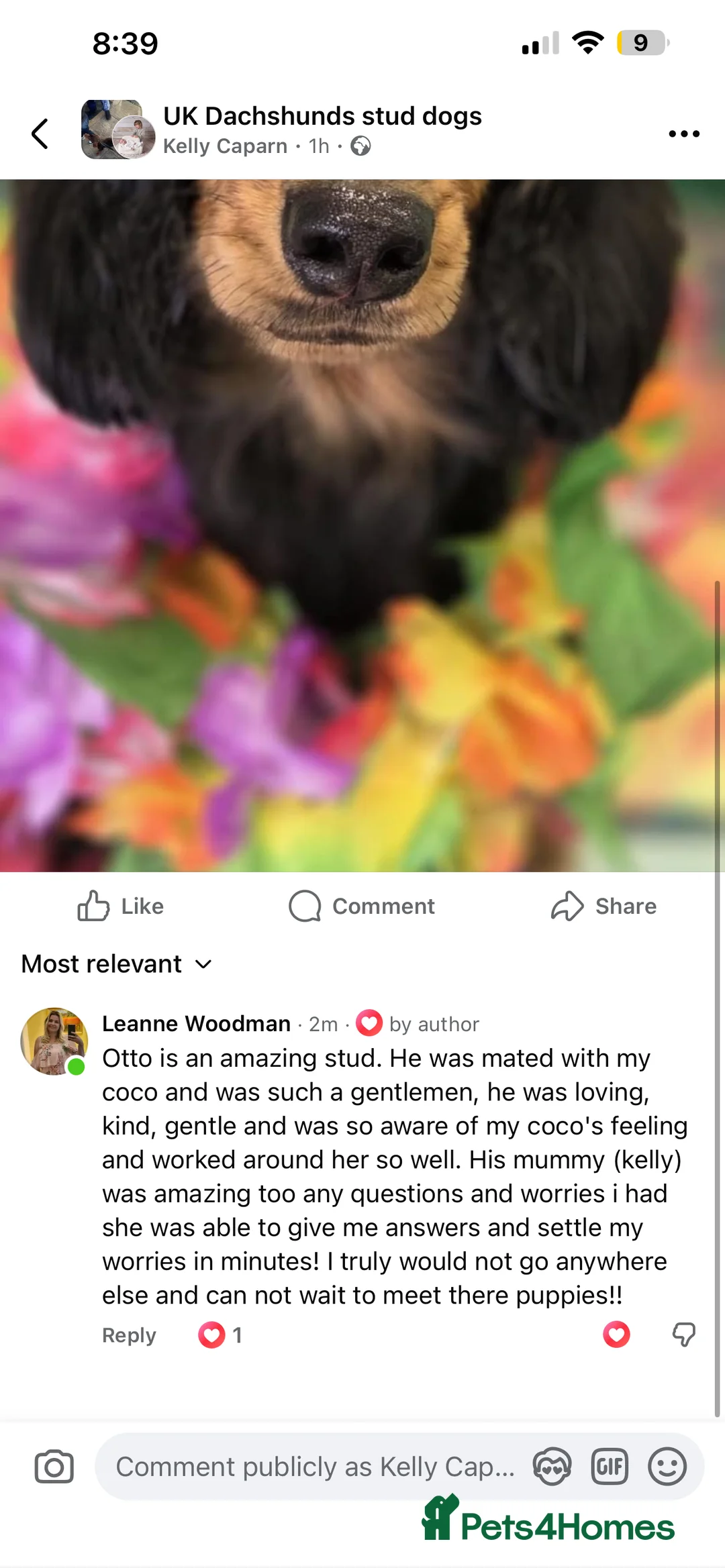 Miniature Dachshund dogs for stud: 🔥Proven KC Registered Miniature Dachshund Stud🔥  - Advert 2