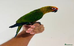 Conures birds for sale: Hand reared conures for sale - Image 18