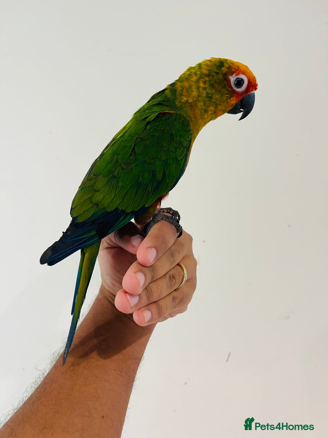 Conures birds for sale: Hand reared conures for sale - Image 18
